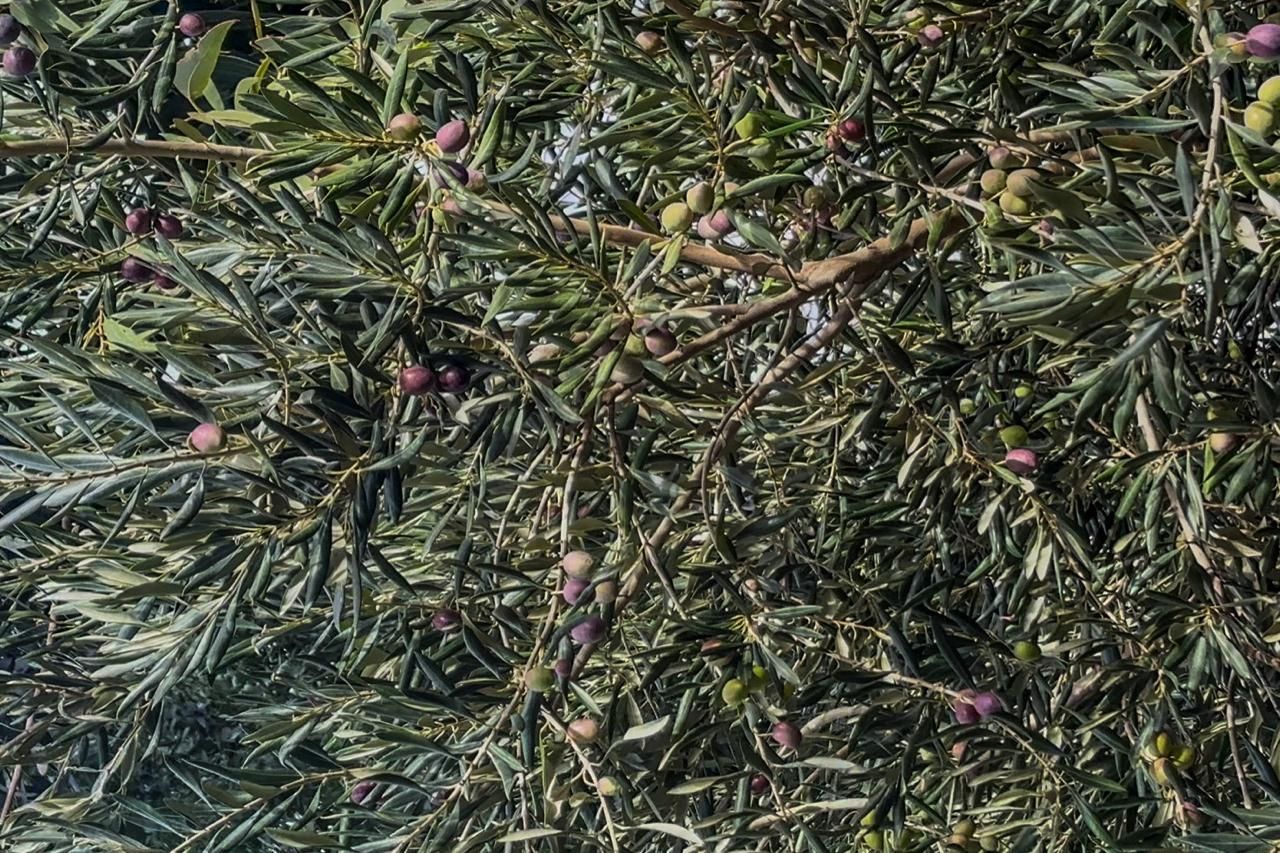 De Almería a Comodoro: los olivos centenarios que crecieron en el viento patagónico