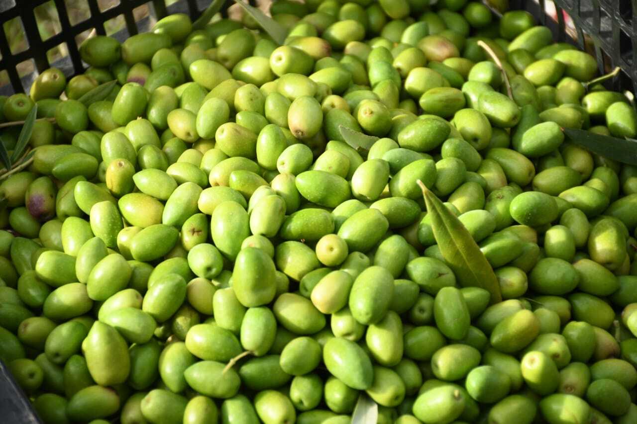 Comodoro cosecha futuro: Se inició la cosecha 2025 para la extracción de aceite de oliva con sello local
