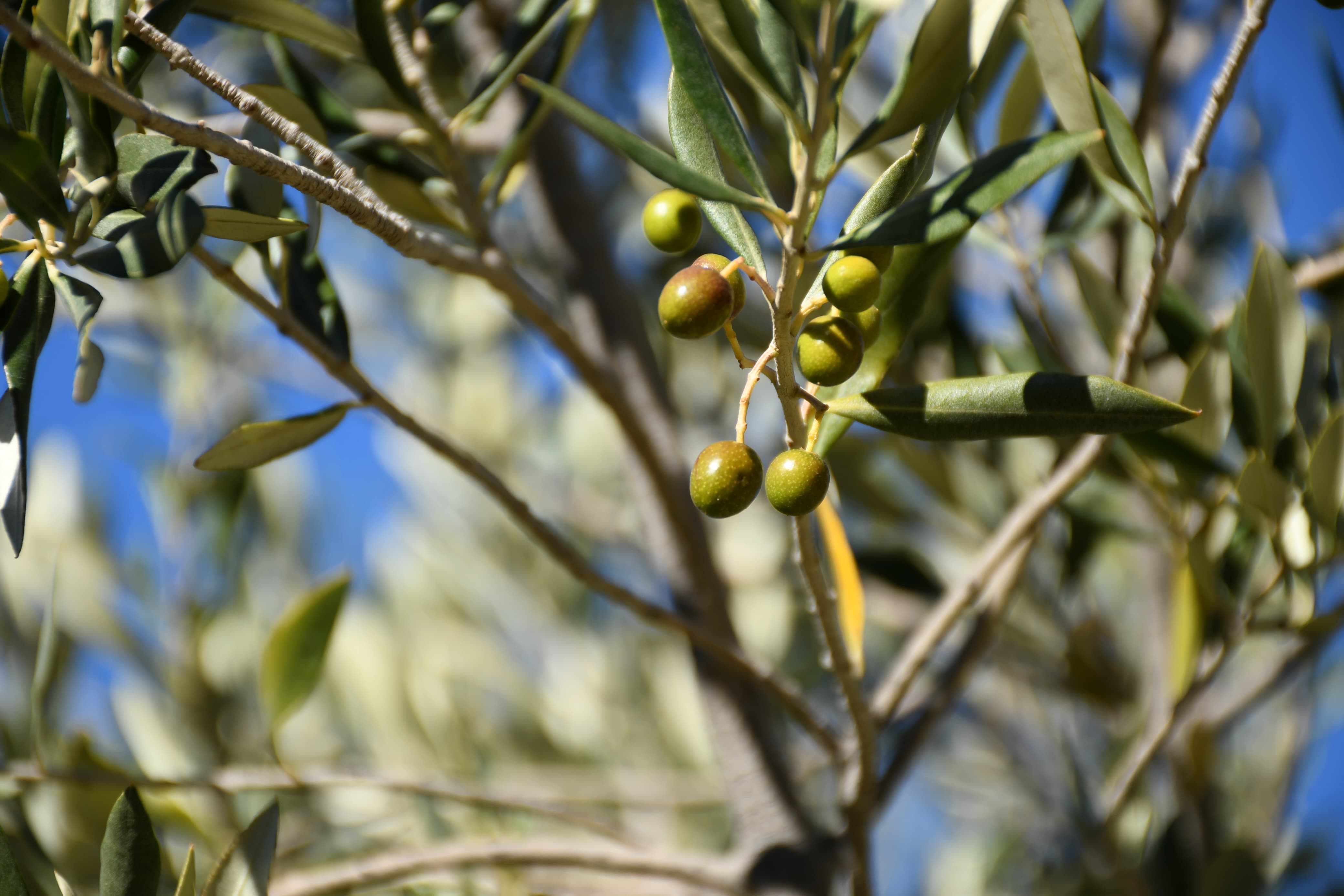 El Municipio impulsa la producción local de aceite de oliva y convoca a productores