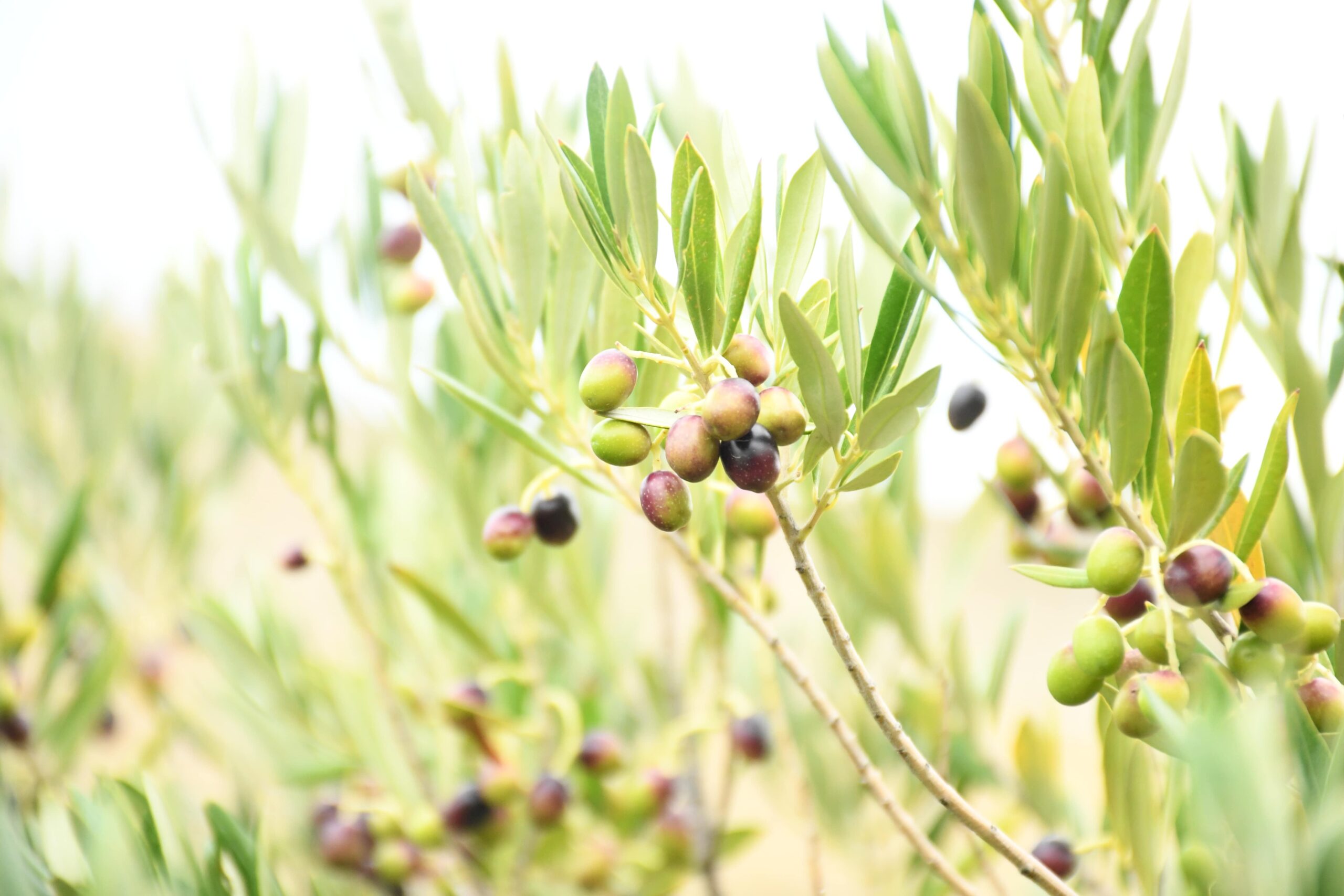 Olivos en la Patagonia: El potencial de la región para el desarrollo del mercado olivícola