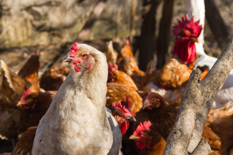 Centro Multiplicador Gallinas Doble Propósito