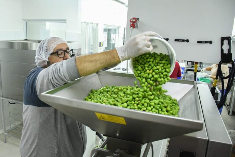 Abren la convocatoria para la extracción de aceite de oliva en Km. 4 | El Comodorense