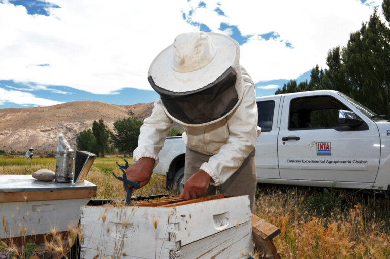 Curso de iniciación apícola: crece el interés por la producción de miel en el sudeste de Chubut